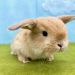 image1 – コピー (15)