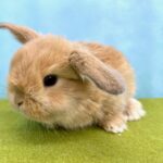 image2 – コピー (14)