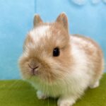 image0 – コピー (17)