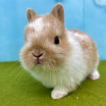 image1 – コピー (16)