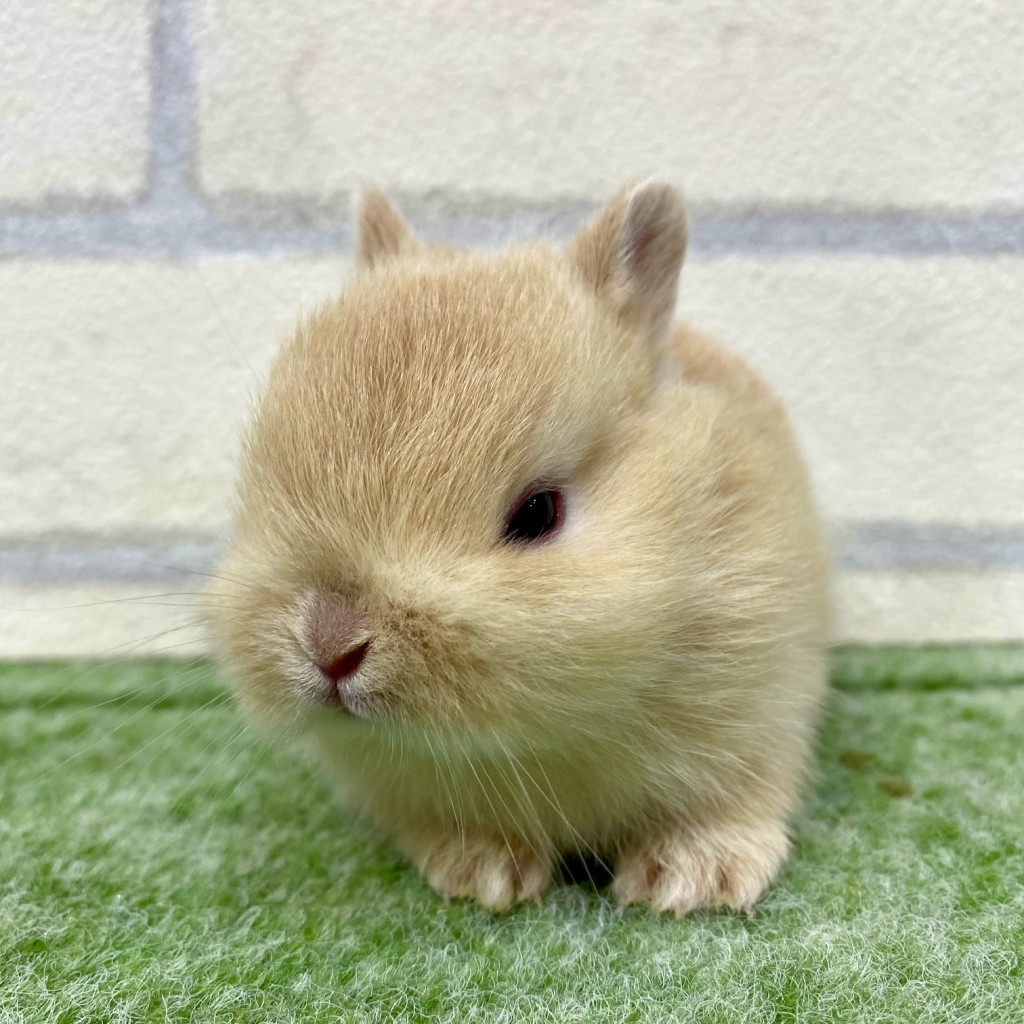 朝霞店 ｜Tiny rabbit タイニーラビット