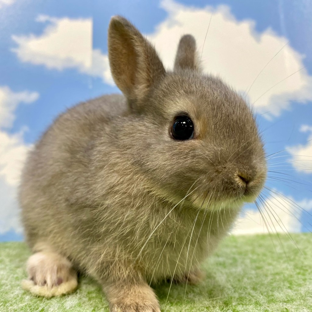 即納！タタードラビット うさぎ the TAtteRed RAbbit FARM
