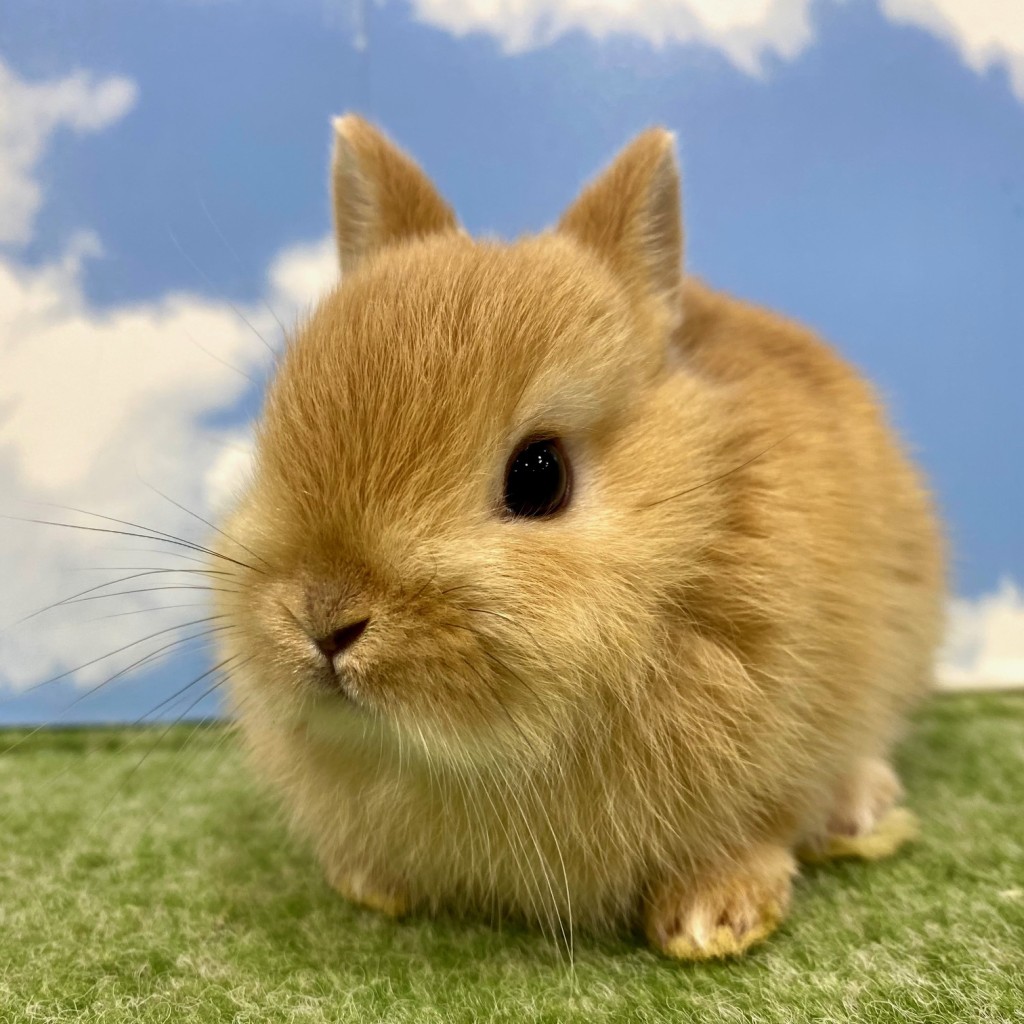 ペットうさぎ 朝霞店 画像２