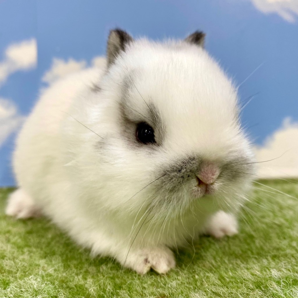 ペットうさぎ そよかbaby 画像１