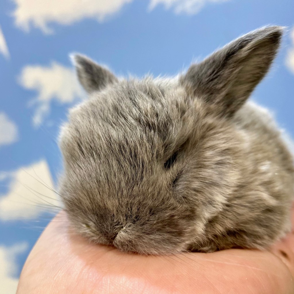 ペットうさぎ くららbaby 画像２
