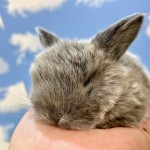 ペットうさぎ くららbaby 画像２