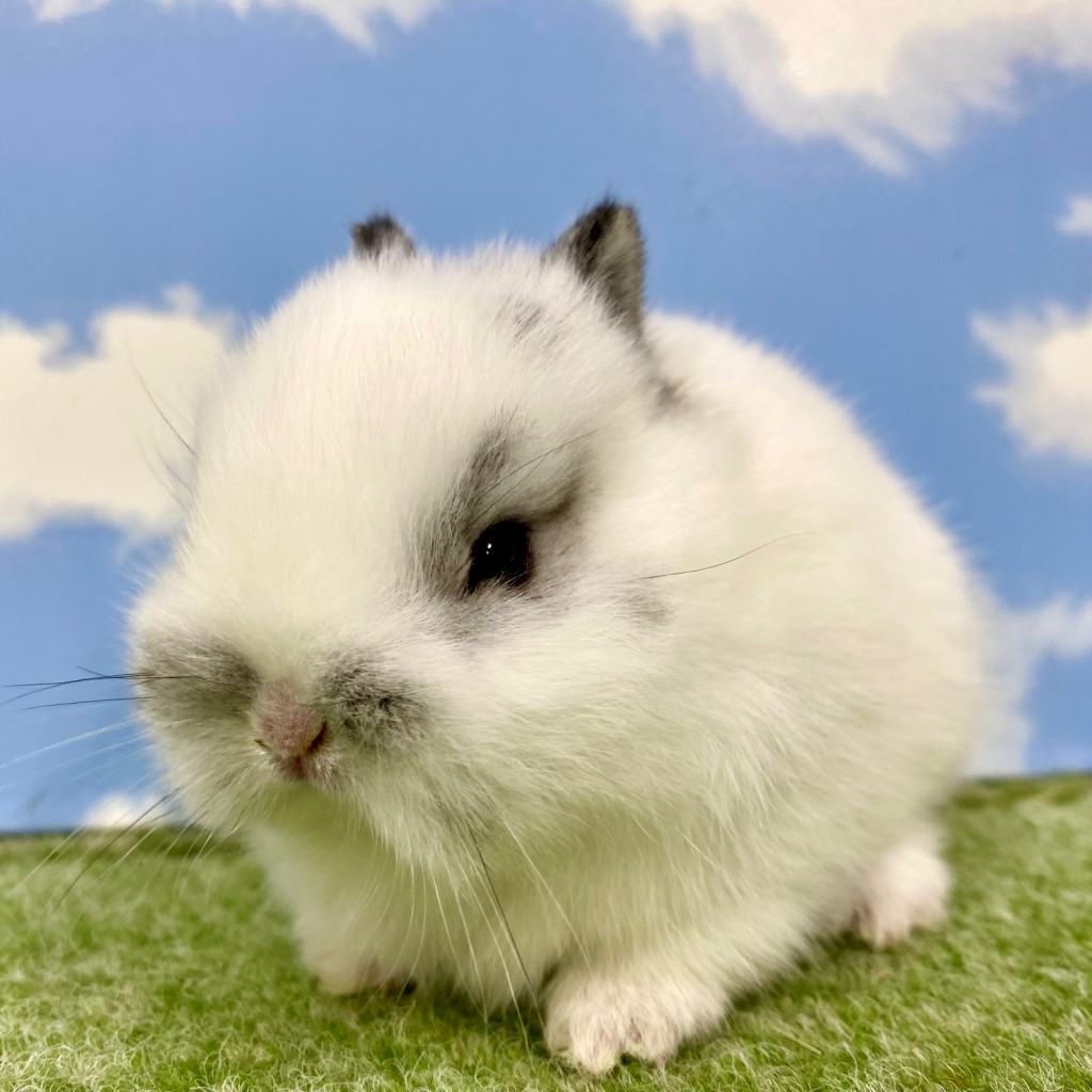 ペットうさぎ そよかbaby 画像２