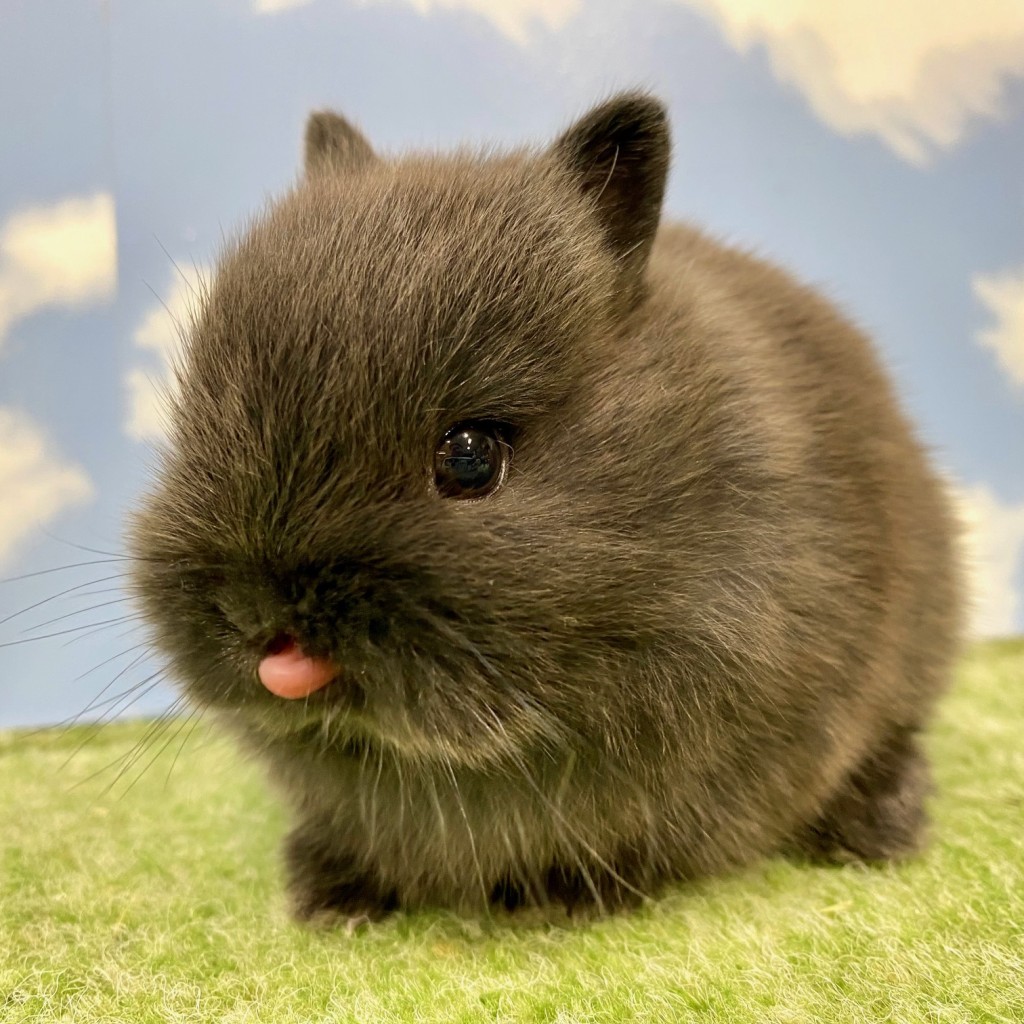 ペットうさぎ そよかbaby 画像３