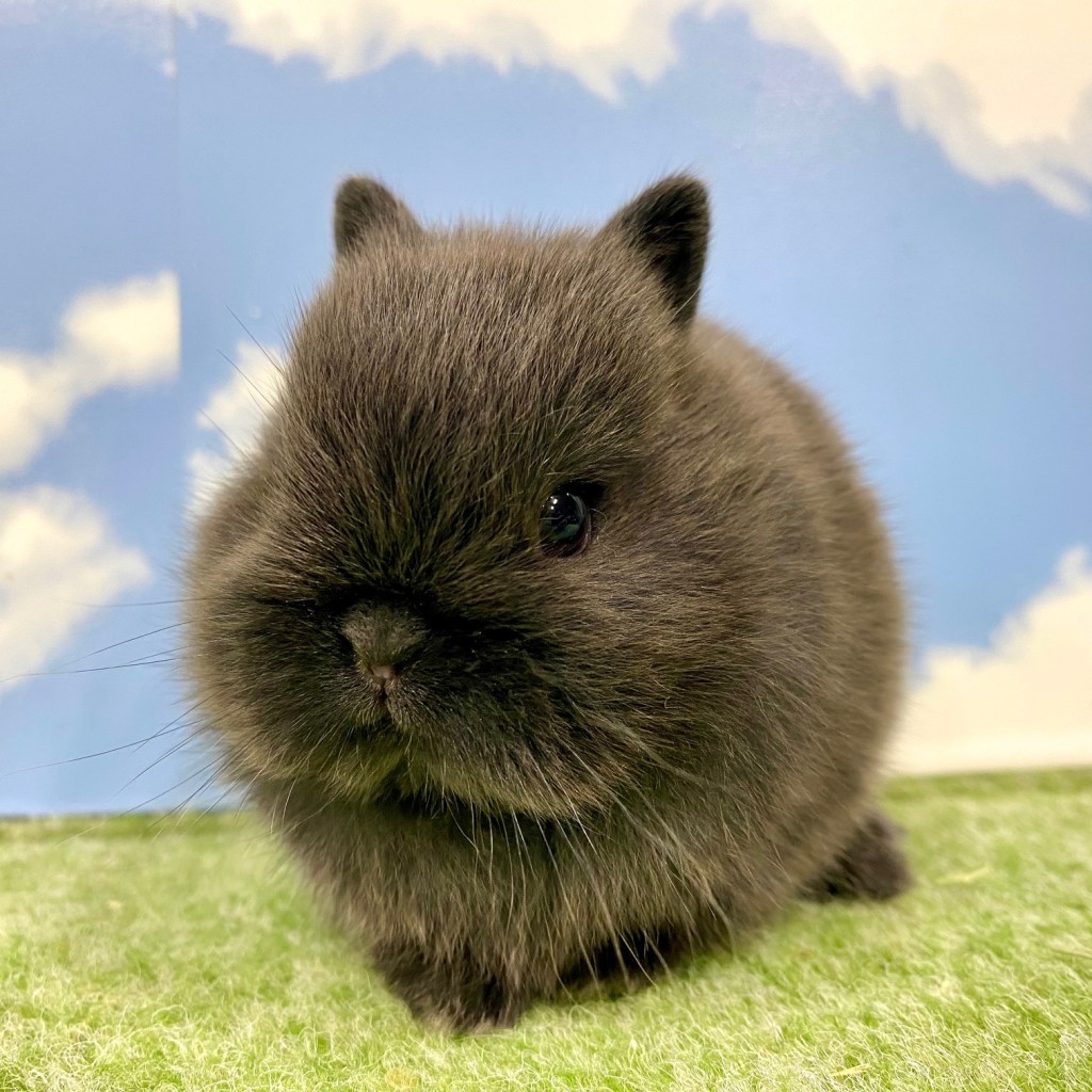 ペットうさぎ そよかbaby 画像１