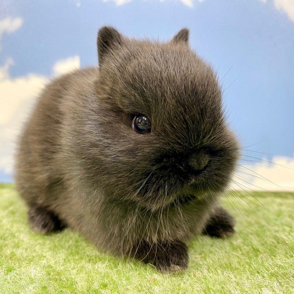 ペットうさぎ そよかbaby 画像２