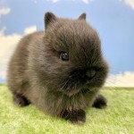 ペットうさぎ そよかbaby 画像２