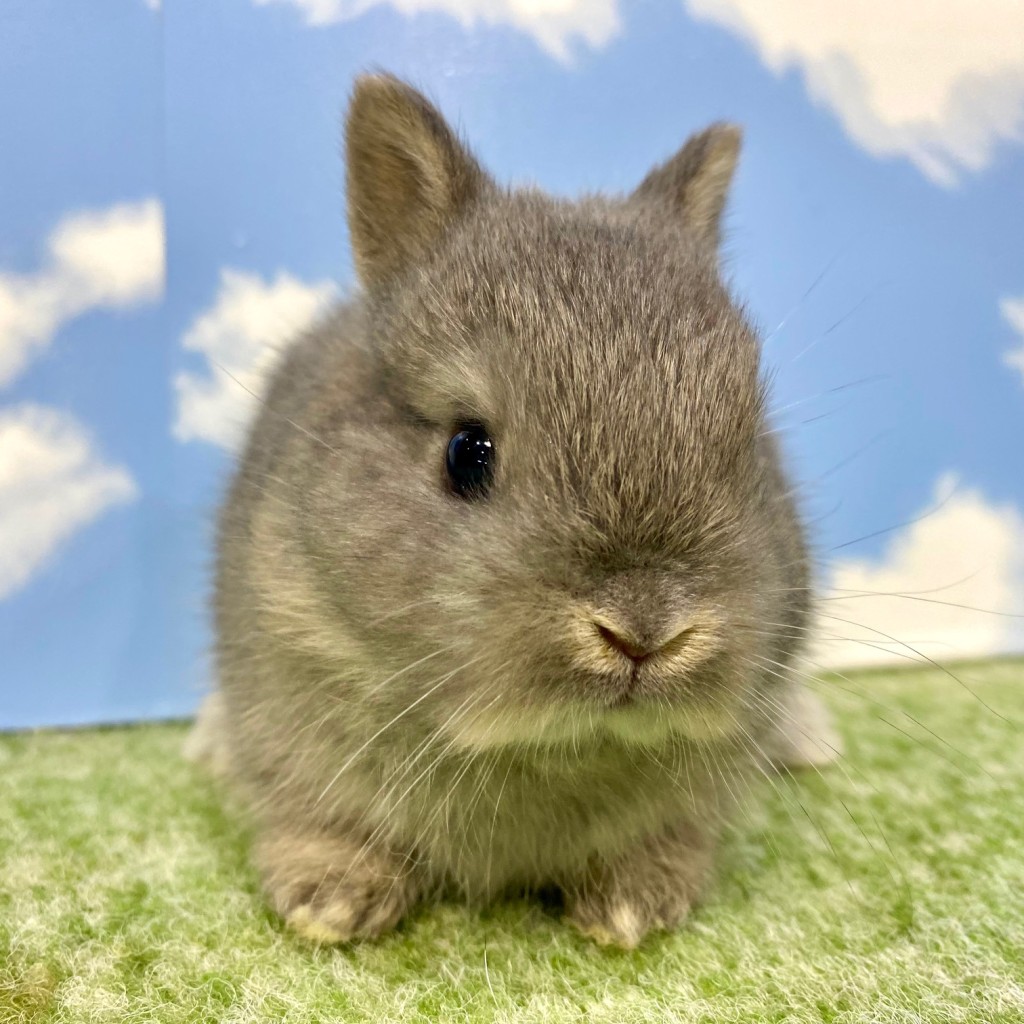 ペットうさぎ まろみbaby 画像１