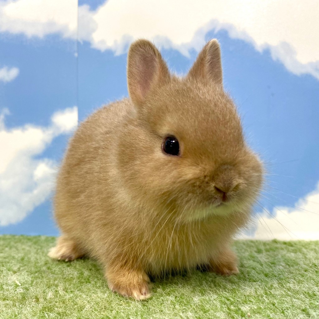 ペットうさぎ はんなbaby 画像１