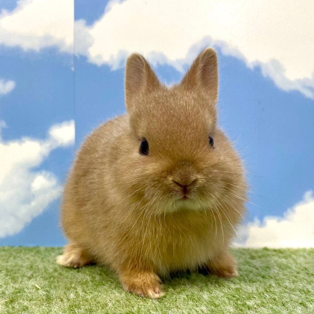 ペットうさぎ はんなbaby 画像２