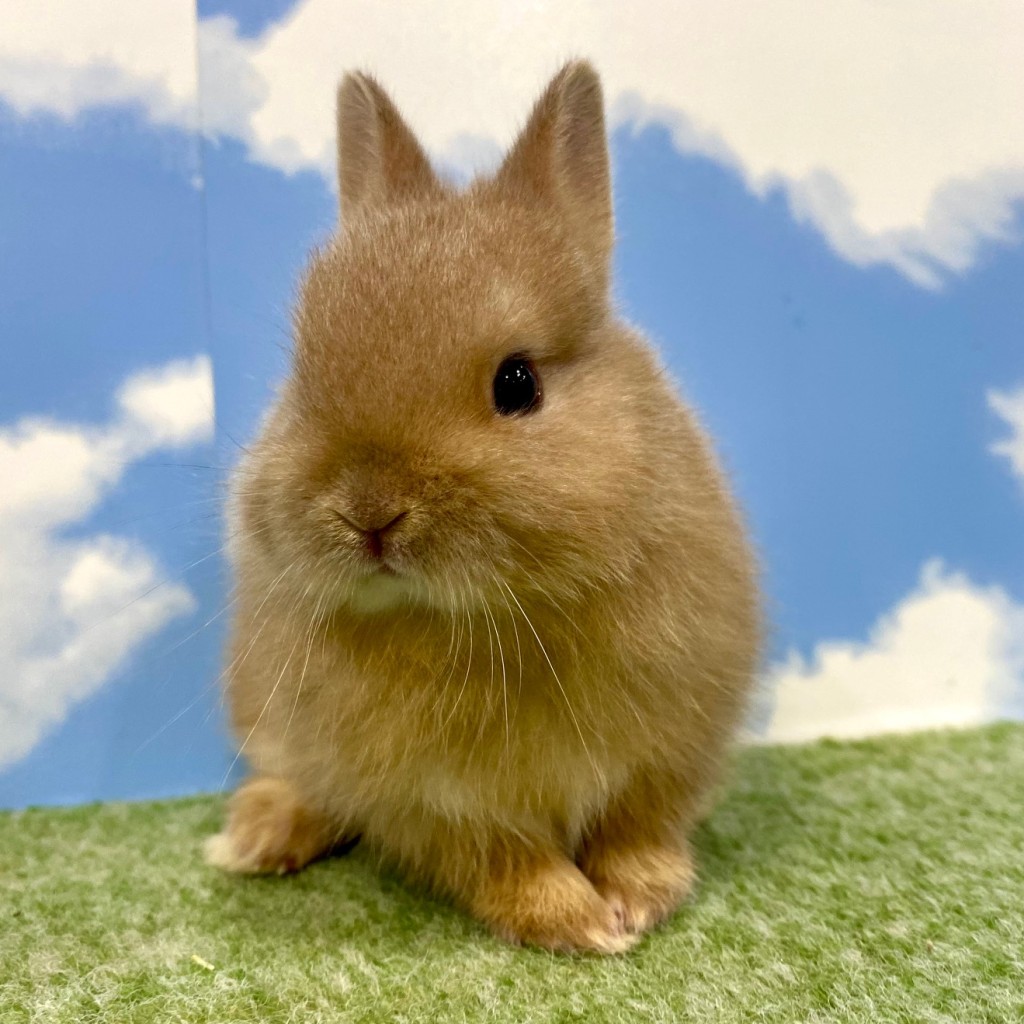 ペットうさぎ はんなbaby 画像３