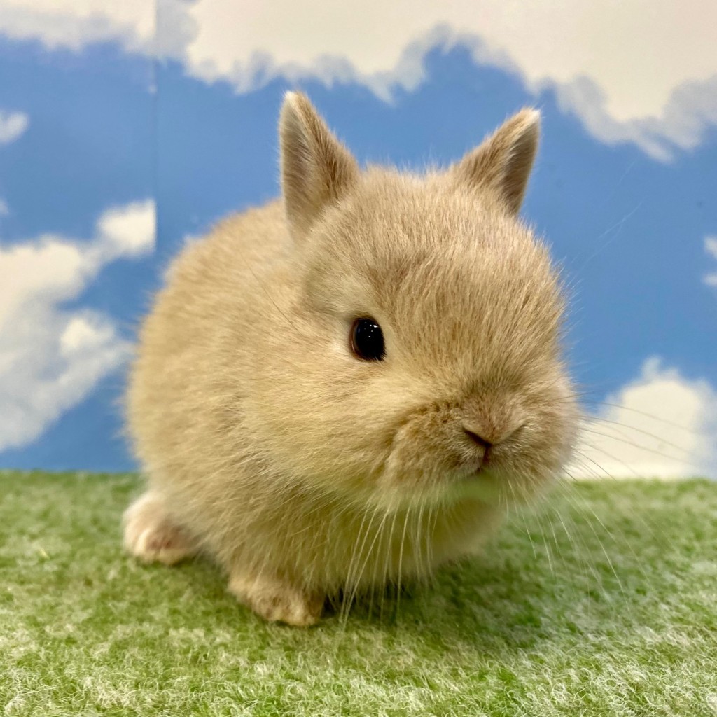 ペットうさぎ ばななbaby 画像１