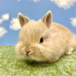 ペットうさぎ ばななbaby 画像３