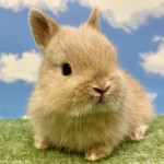ペットうさぎ ばななbaby 画像２