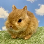 ペットうさぎ ちゃみbaby 画像３