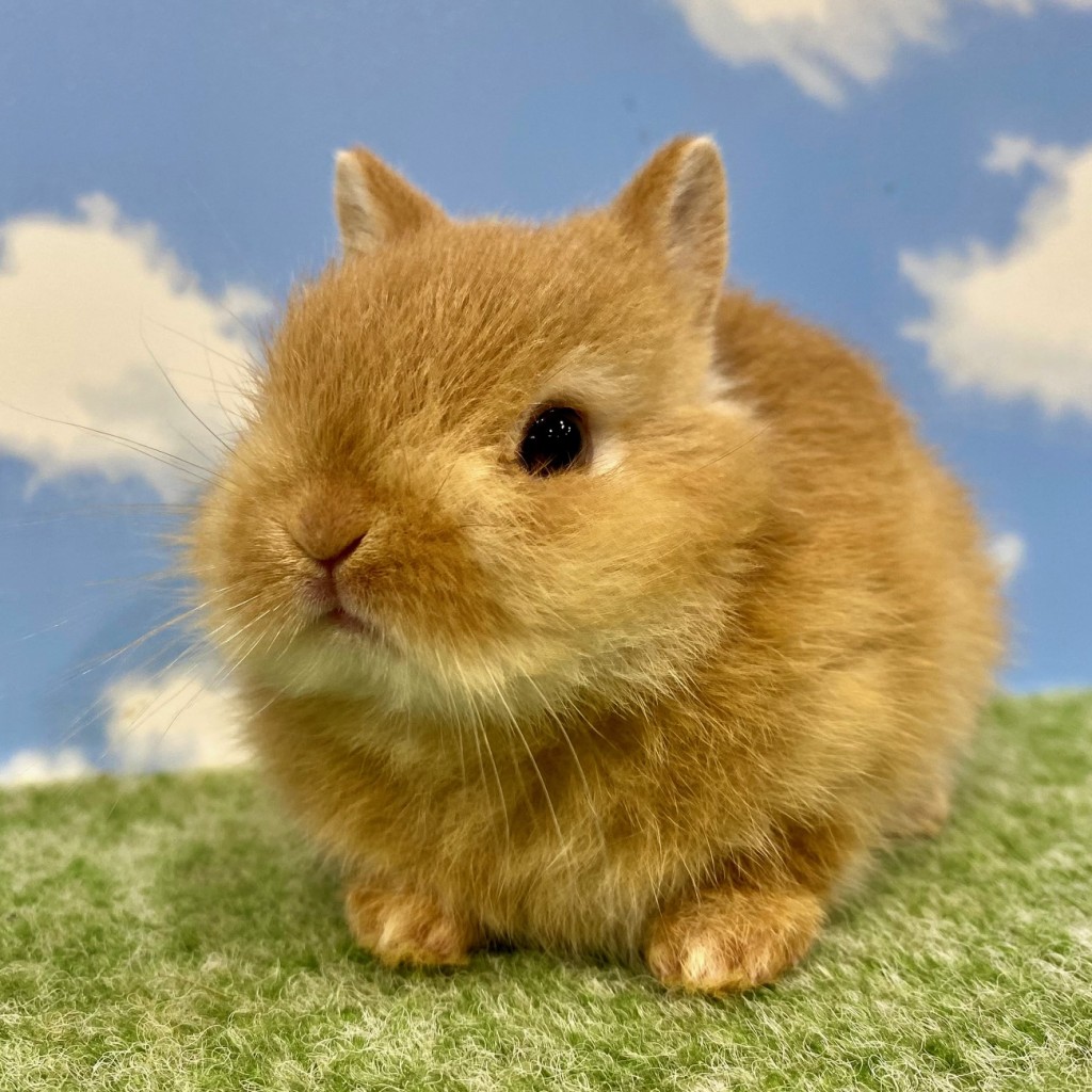 ペットうさぎ ちゃみbaby 画像２