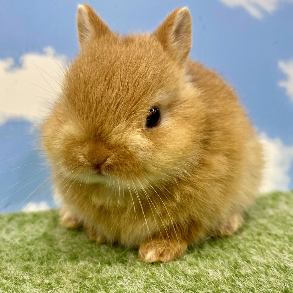 ペットうさぎ ちゃみbaby 画像１