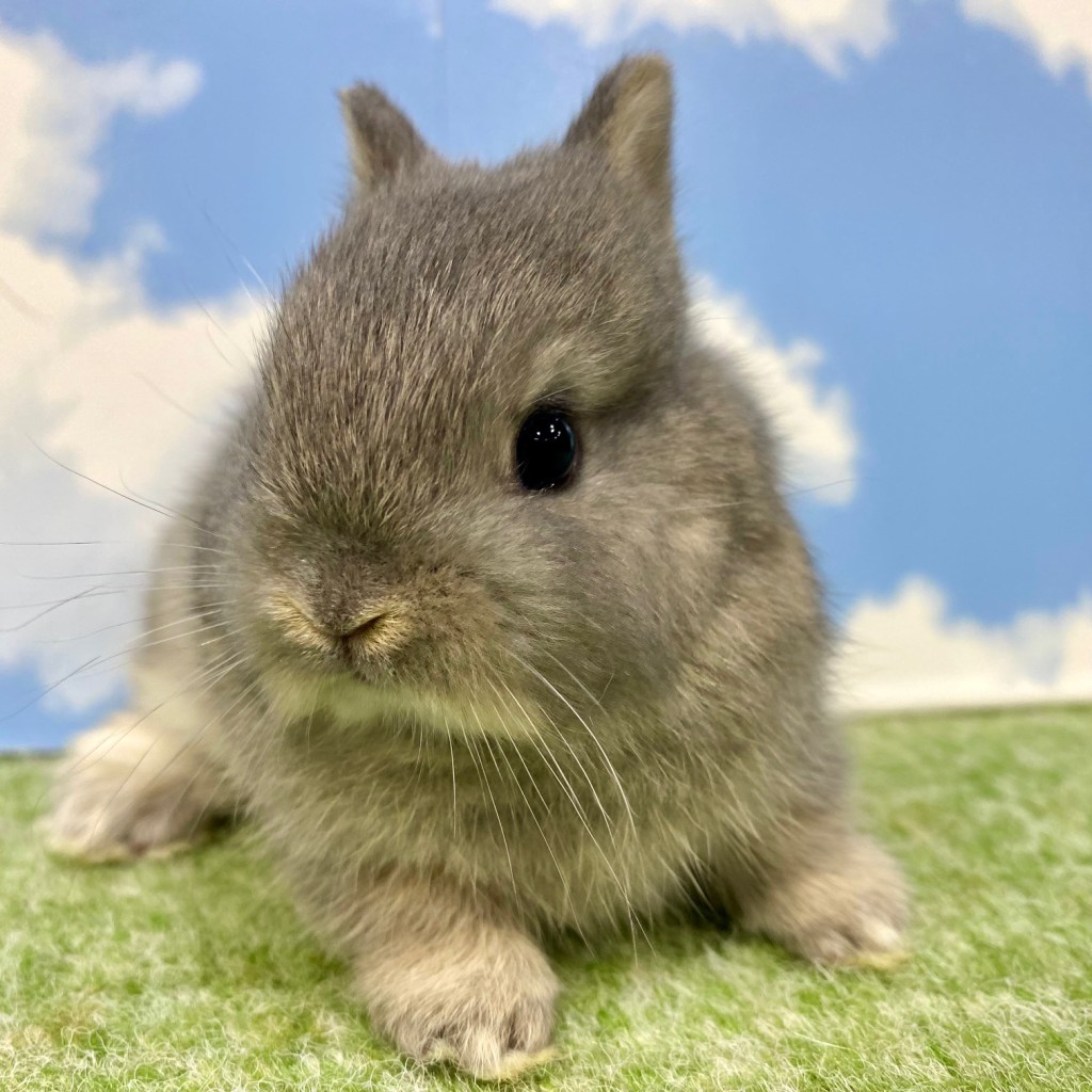 ペットうさぎ まろみbaby 画像２