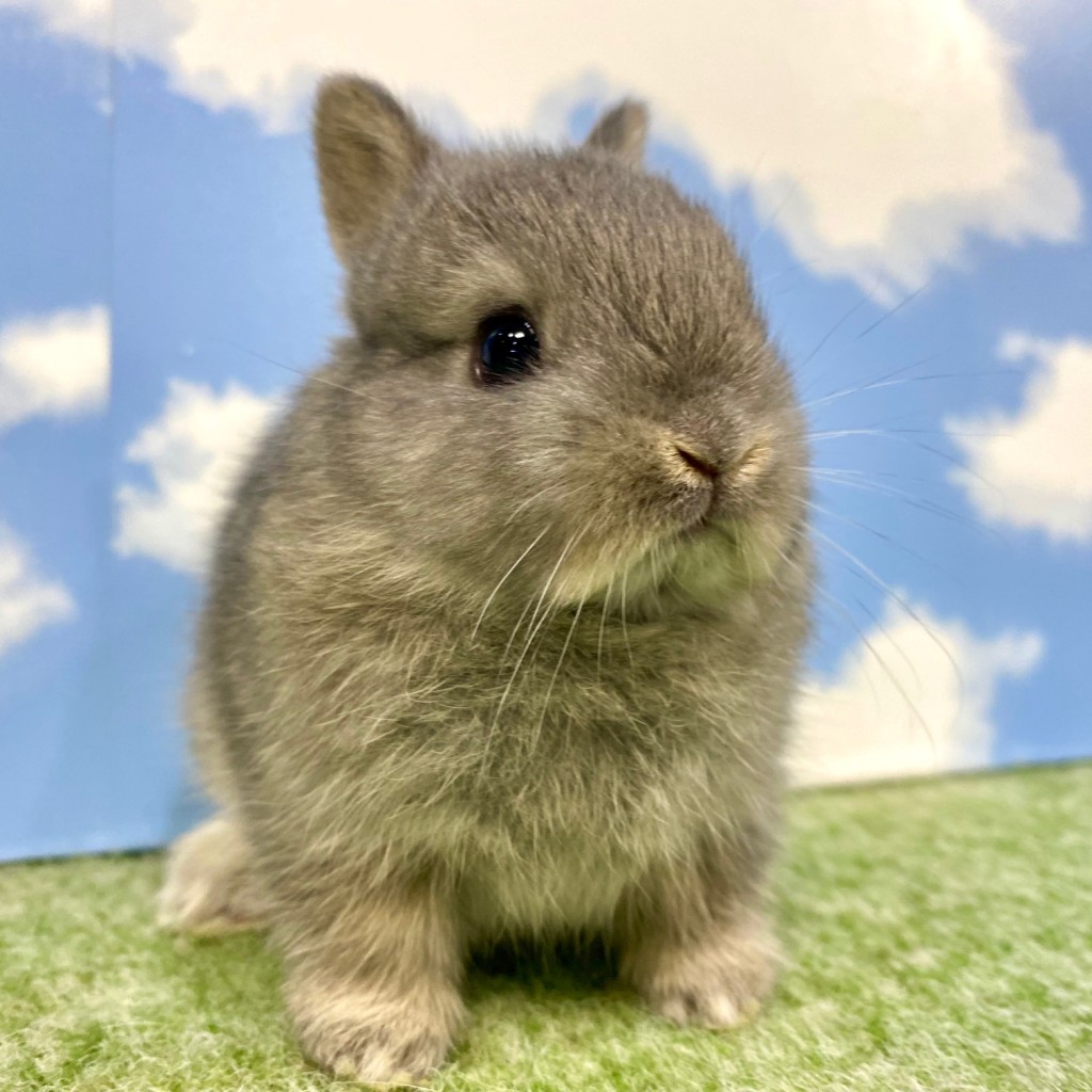 ペットうさぎ まろみbaby 画像３