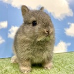 ペットうさぎ まろみbaby 画像３