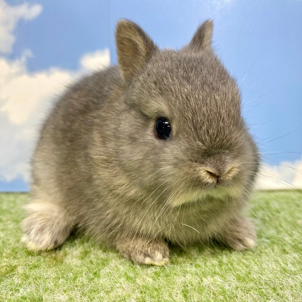 ペットうさぎ まろみbaby 画像２
