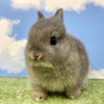 ペットうさぎ まろみbaby