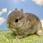 ペットうさぎ まろみbaby 画像３