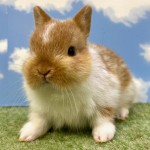 ペットうさぎ ちゃみbaby 画像３