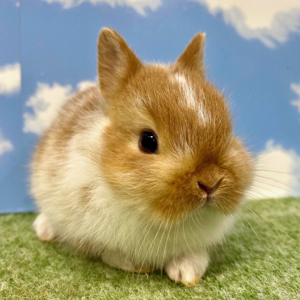 ペットうさぎ ちゃみbaby 画像２
