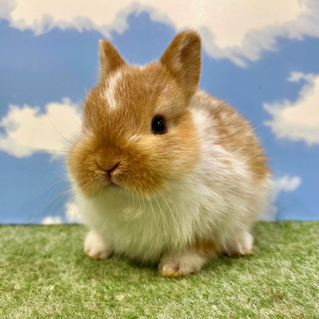 ペットうさぎ ちゃみbaby 画像１