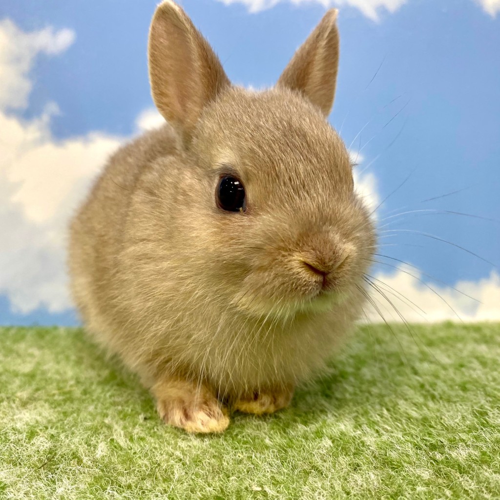 ペットうさぎ おこめbaby 画像２