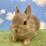 ペットうさぎ おこめbaby 画像３