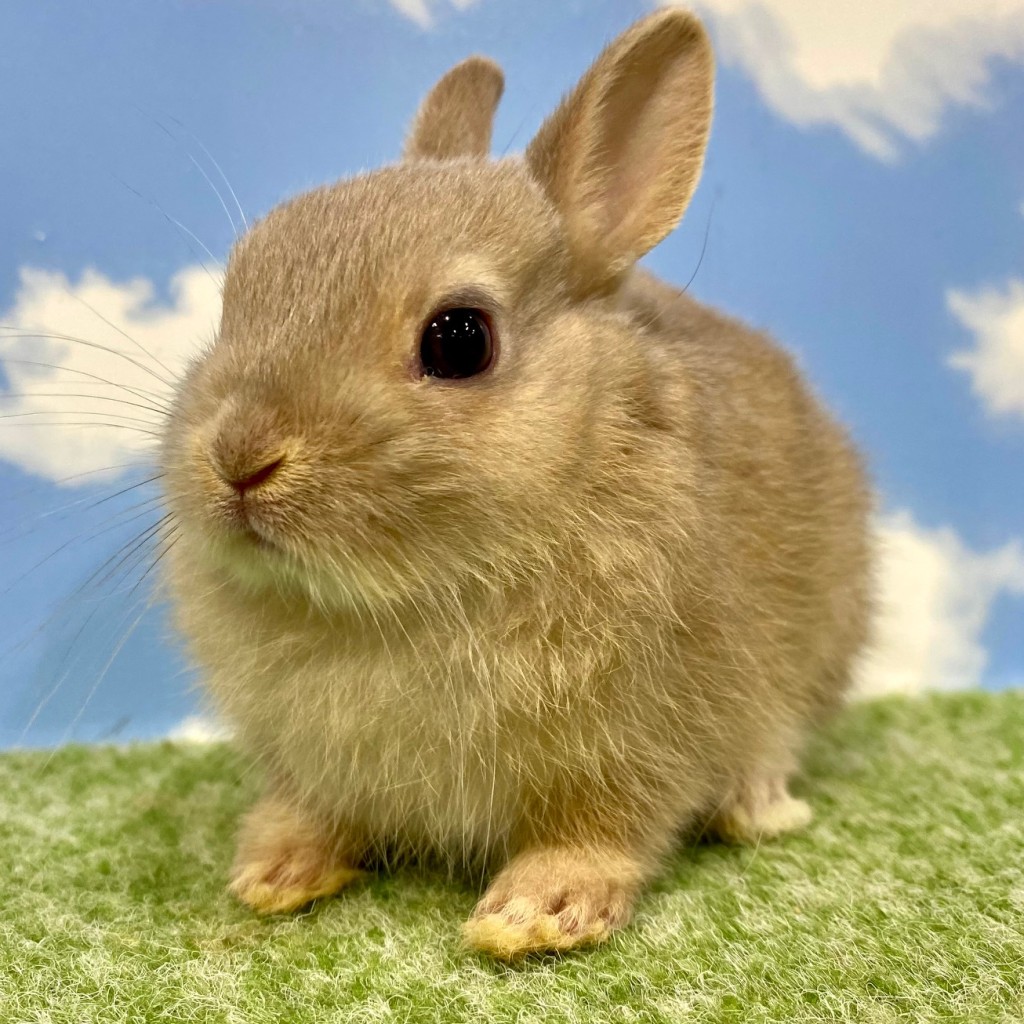 ペットうさぎ おこめbaby 画像１