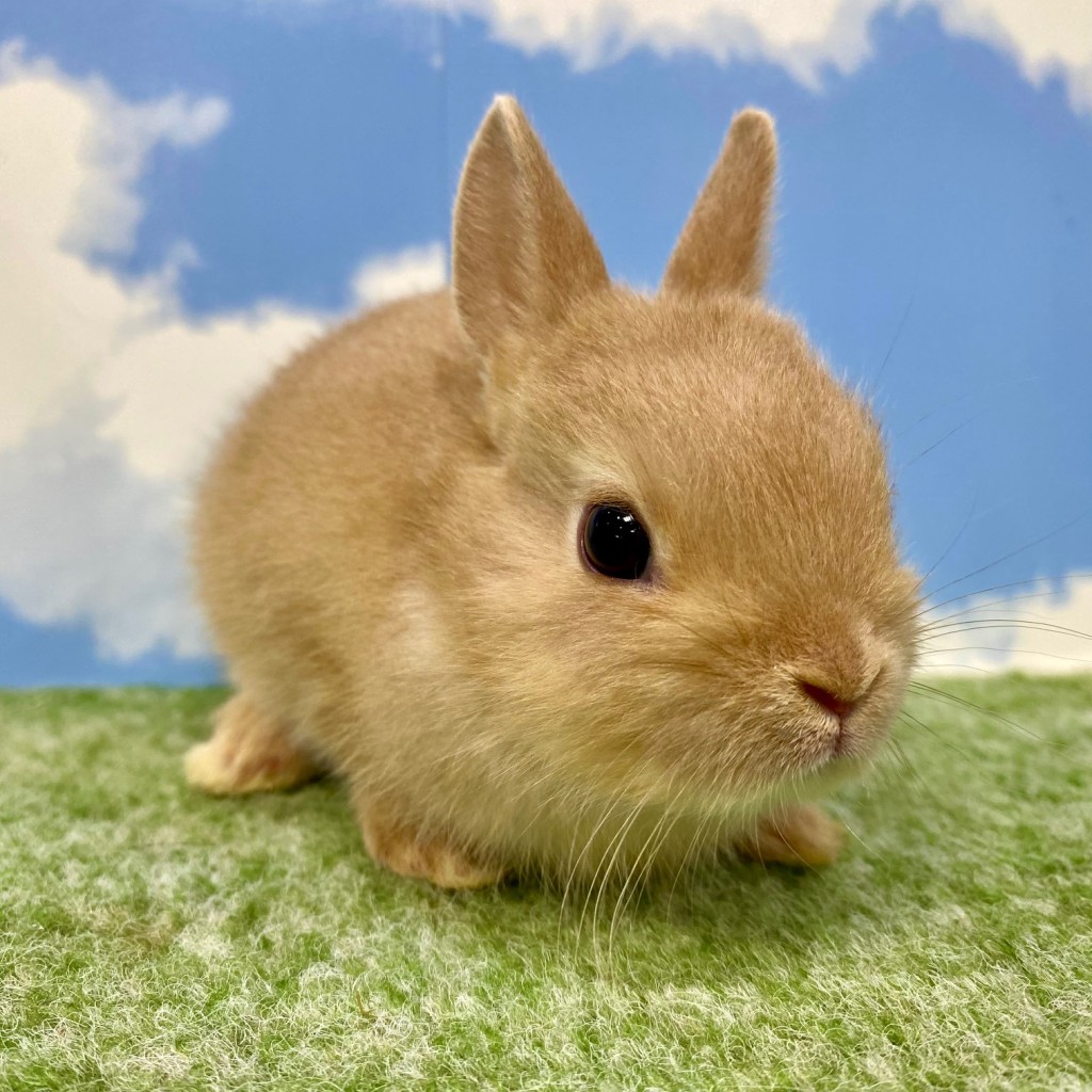 ペットうさぎ おこめbaby 画像１