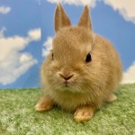 ペットうさぎ おこめbaby 画像２