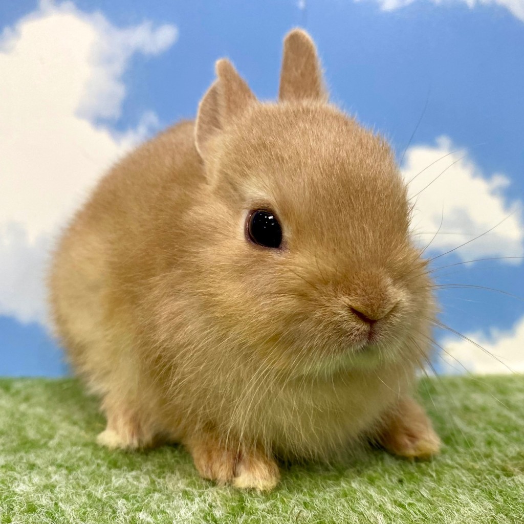 ペットうさぎ おこめbaby 画像３