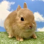 ペットうさぎ おこめbaby 画像３
