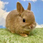 ペットうさぎ おこめbaby 画像３