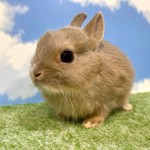ペットうさぎ おこめbaby 画像２