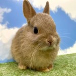 ペットうさぎ おこめbaby