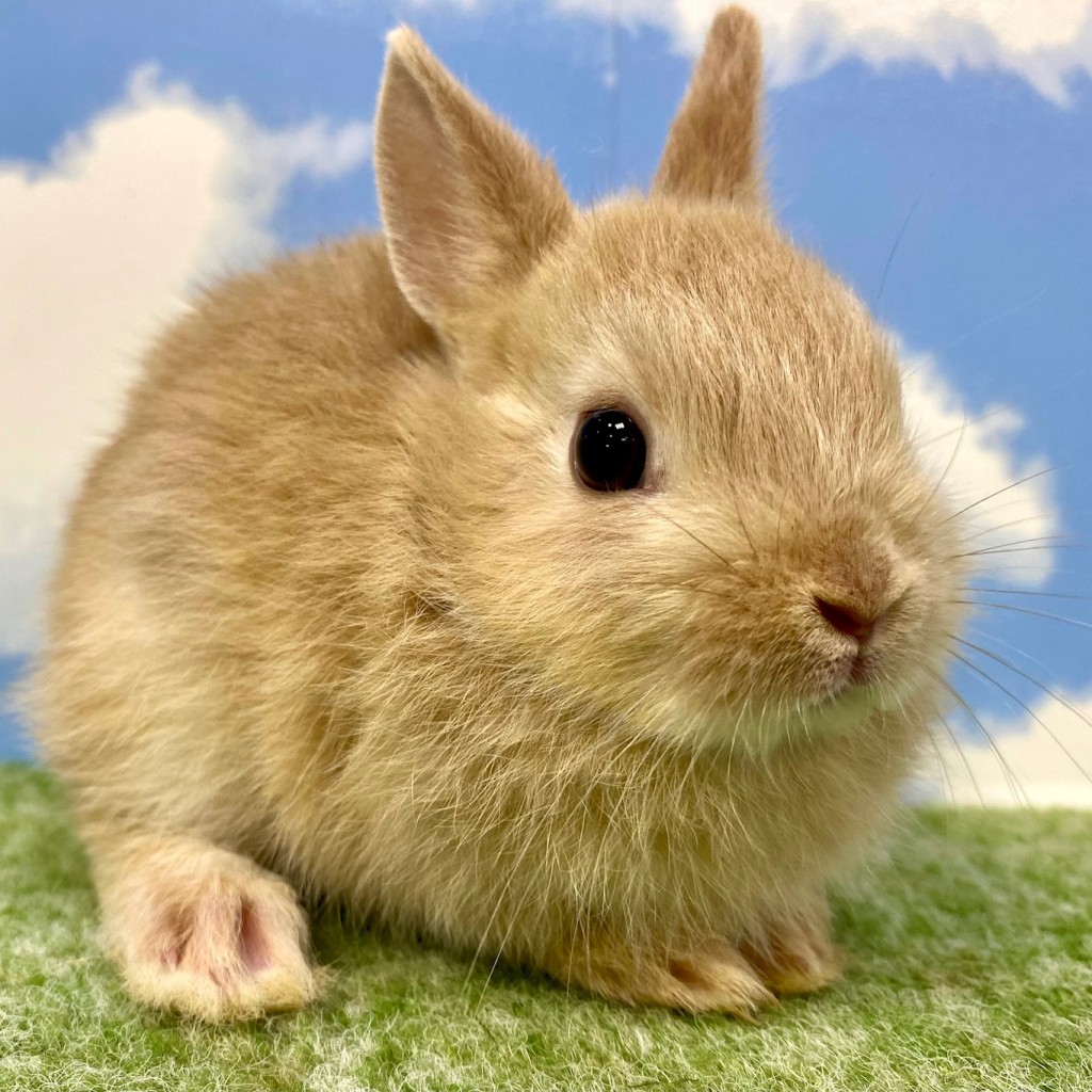 ペットうさぎ おこめbaby 画像１