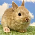 ペットうさぎ おこめbaby 画像１