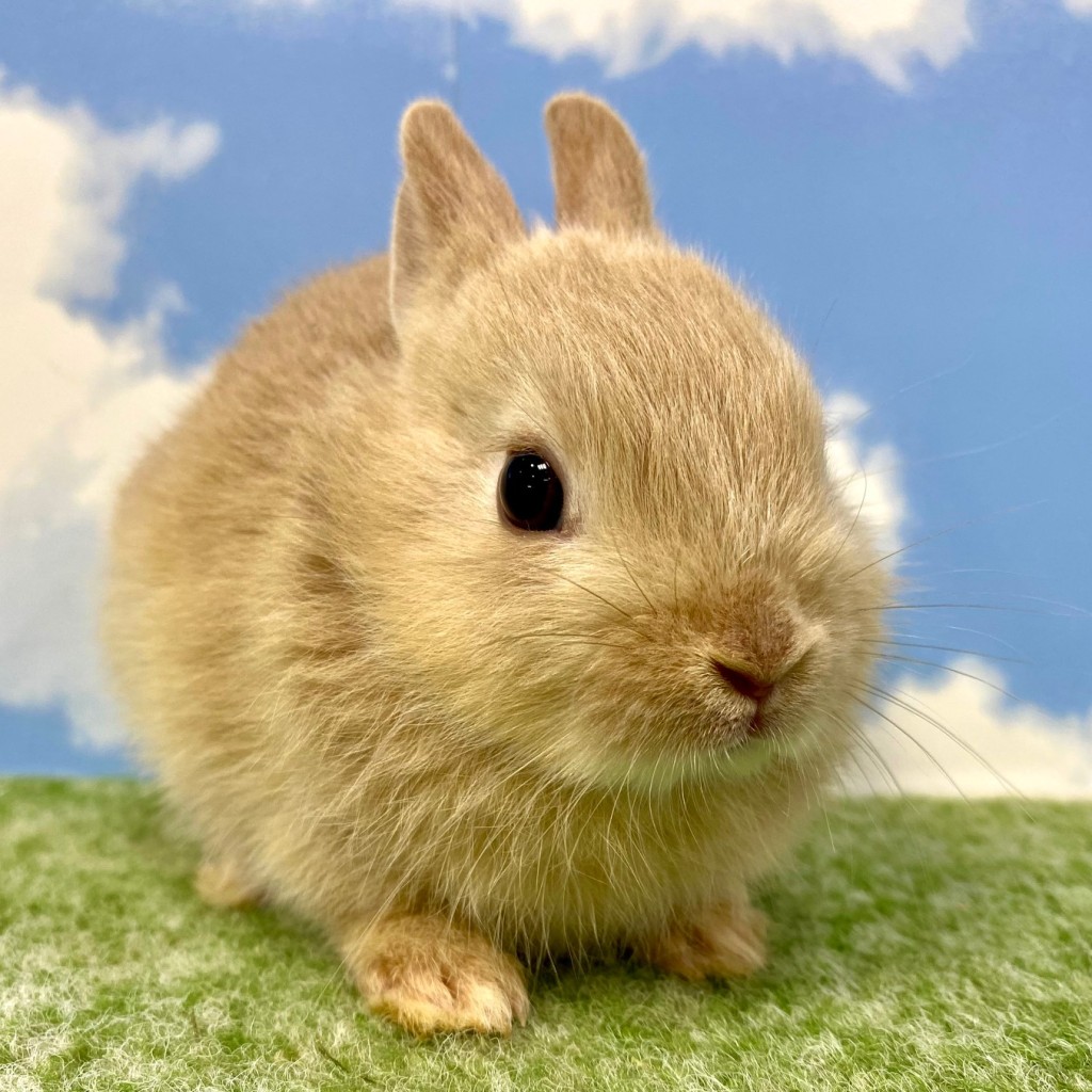 ペットうさぎ おこめbaby 画像３