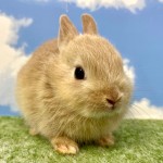 ペットうさぎ おこめbaby 画像３