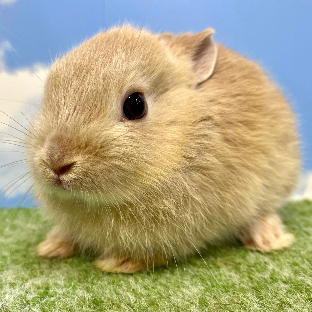ペットうさぎ おこめbaby 画像２