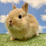 ペットうさぎ おこめbaby
